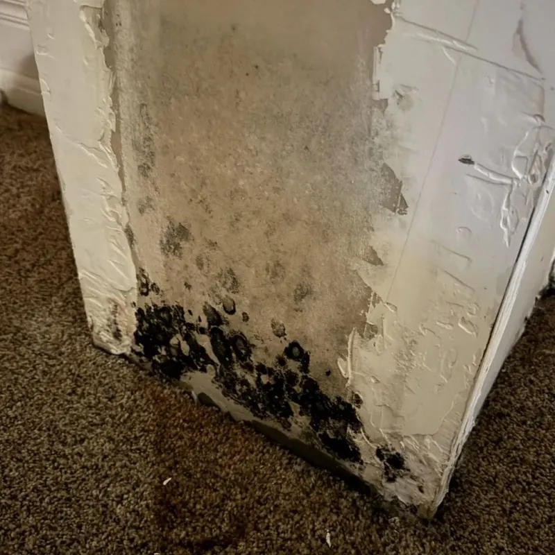 Professional Mold Removal in Yellowstone County, MT